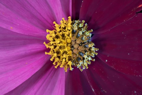 Jewelled basket (Cosmos bipinnatus), pollen leaves and pistils, UV light, Germany