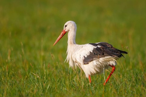 White Stork (Ciconia ciconia) foraging, North Rhine-Westphalia, Germany