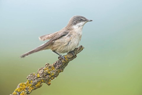 Lesser Whitethroat (Sylvia curruca) perched on lichen branch, Aosta Valley, Italy