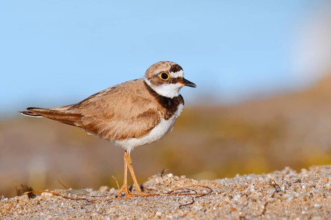 Little Ringed Plover (Charadrius dubius), North Rhine-Westphalia, Germany