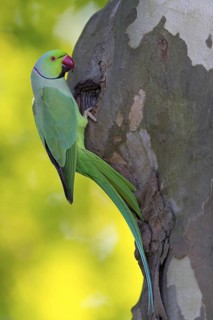 Collared Parakeet, Small Alexander Parakeet, (Psittacula krameri), Old World Parrot family,