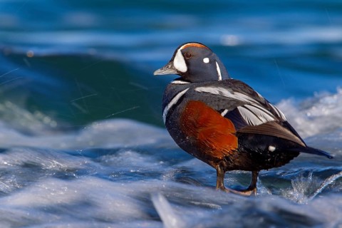 Ruffed Duck, (Histrionicus histrionicus), Animals, Birds, Ducks, Duck family, Male, Drake,