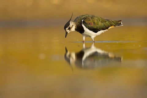 Northern Lapwing (Vanellus vanellus) female, North Rhine-Westphalia, Germany
