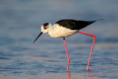 Black-winged Stilt (Himantopus himantopus) foraging, Lesvos, Greece