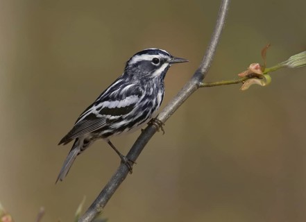 Black-and-white Warbler (Mniotilta varia), Ohio, USA