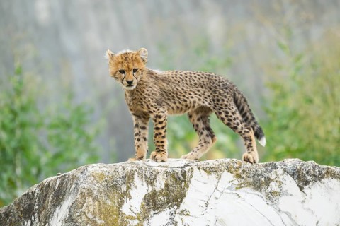 Cheetah (Acinonyx jubatus) youngster standing on a rock, captive, occurrence Africa