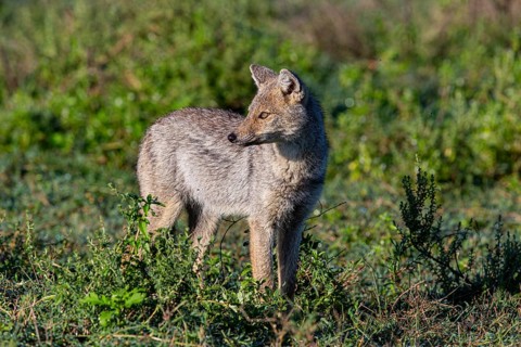 Side-striped Jackal (Canis adustus) Ndutu Aerea Tanzania March
