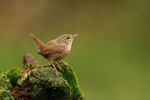Eurasian Wren (Troglodytes troglodytes), Utrecht, Netherlands