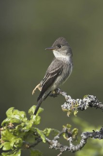 Olive-sided Flycatcher (Contopus cooperi), British Columbia, Canada