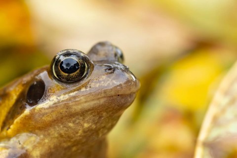 Common frog (Rana temporaria) adult amphibian amongst fallen autumn leaves, England, United Kingdom