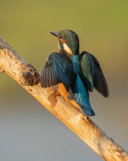 Kingfisher (Alcedo atthis) sitting on an old branch in the warm morning light, perch, Lower Saxony,