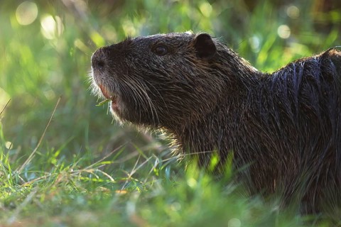 Close-up of a nutria in natural habitat, showing detail of its wet fur and whiskers as it grazes in