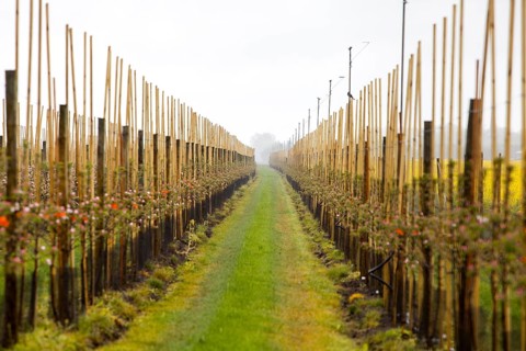 Apple plantation, Altes Land, Lower Saxony, Germany