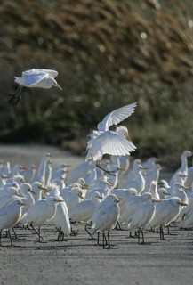 Western Cattle Egret (Bubulcus ibis) group, Spain
