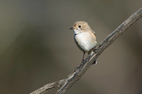 Red-capped Robin (Petroica goodenovii) female, Victoria, Australia