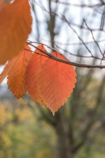 Zelkova serrata (Zelkova serrata 'Goblin'), New Botanical Garden, Czech Republic