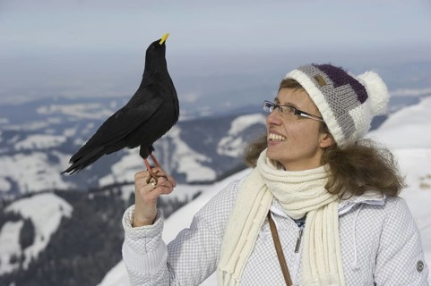 Alpine Chough (Pyrrhocorax graculus), Bavaria, Germany