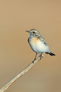 Pied Wheatear, Oenanthe pleschanka, Traquet pie, Collalba Pía Salalah, Muntasar oasis, Dhofar, Oman
