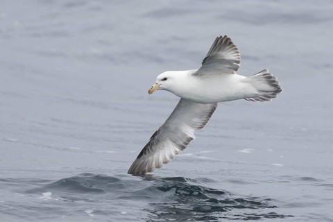 Northern Fulmar (Fulmarus glacialis) flying, Alaska, USA