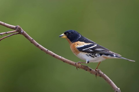 Brambling (Fringilla montifringilla) male, Brandenburg, Germany