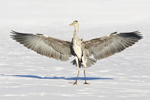 Grey Heron (Ardea cinerea), Berlin, Germany