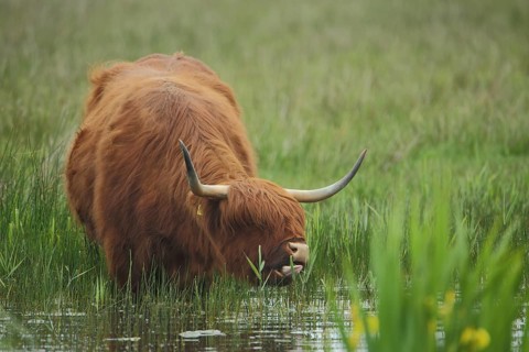 Highland cattle (Bos primigenius), animal husbandry, long shaggy coat, standing water, Nationaal
