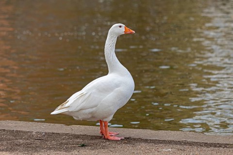 House Goose, River Avon, Stratford-upon-Avon, Warwickshire, England, United Kingdom