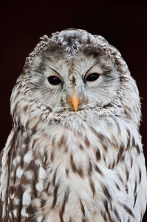 Ural owl (Strix uralensis), portrait, Bavarian Forest, Germany