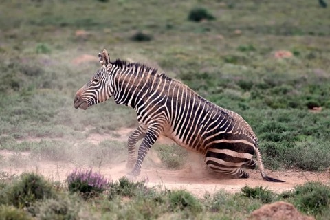 Cape Mountain Zebra (Equus zebra), adult, sand bath, Mountain Zebra National Park, Eastern Cape,