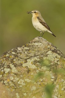 Northern Wheatear (Oenanthe oenanthe) female, Rhineland-Palatinate, Germany