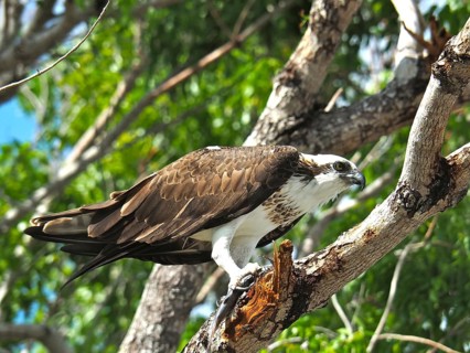 Osprey (Pandion haliaetus)