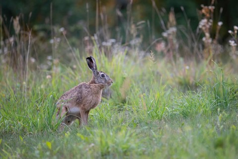 European hare (Lepus europaeus) in a forest clearing, Tyrol, Austria