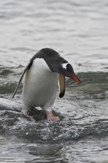 Gentoo Penguin (Pygoscelis papua), Antarctica