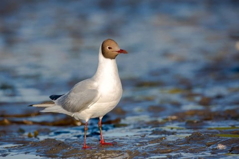 Black-headed Gull (Chroicocephalus ridibundus), Seahouses, United Kingdom