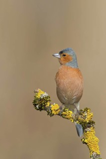Chaffinch, (Fringilla coelebs), animals, birds, songbird, finch family, perch, biotope, habitat,
