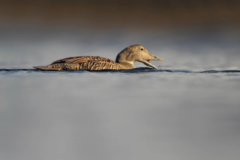 Common Eider (Somateria mollissima) female, Rapperswil, Switzerland