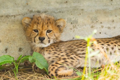 Cheetah (Acinonyx jubatus) youngster, portrait, captive, occurrence Africa