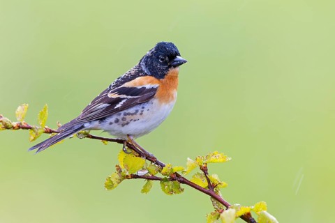 Bergfink, Brambling, Fringilla montifringilla, Pinson du Nord, Pinzón Real