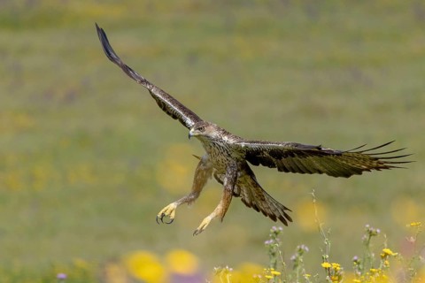 Bonelli's eagle (Aquila fasciata), in flight, Andalusia, Spain