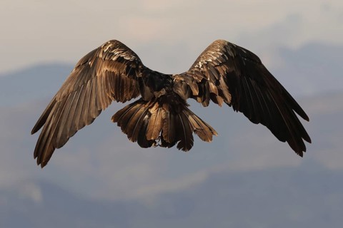 Magnificent young bearded vulture soaring over the Pyrenees, showcasing the bird's expansive