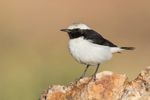Mourning Wheatear (Oenanthe lugens) male, Eilat, Israel