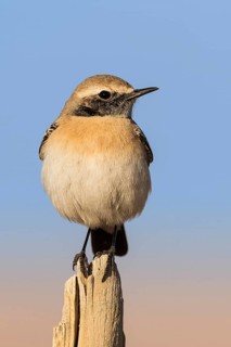 Desert Wheatear (Oenanthe deserti homochroa) male, Eilat, Israel