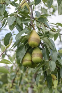 Pear (Pyrus communis 'Progress'), Frost rings, Bundessorteamt, testing centre Wurzen, Wurzen,