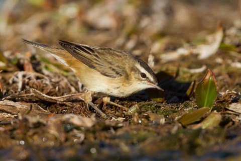 Sedge Warbler - Schilfrohrsänger - Acrocephalus schoenobaenus, Morocco