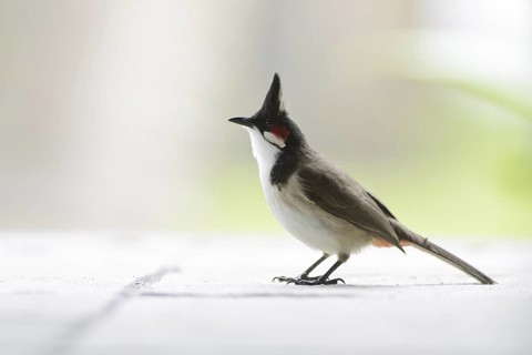 Red-whiskered Bulbul (Pycnonotus jocosus), Mauritius