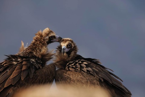 In a heartwarming display, two Cinereous vultures share a tender moment, nuzzling gently under a