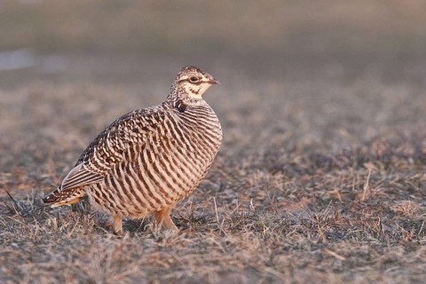 Greater Prairie Chicken (Tympanuchus cupido) female, Wisconsin, USA