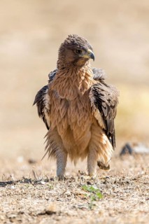 Bonelli's Eagle (Aquila fasciata) juvenile on ground, Andalusia, Spain