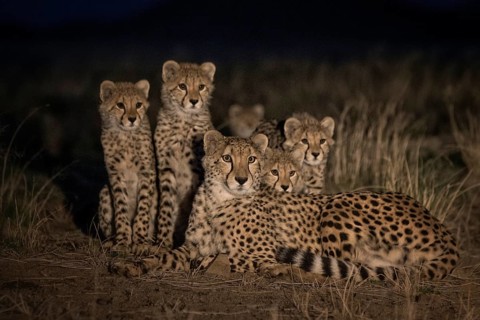 Cheetah (Acinonyx jubatus) mother with cubs at night, Philippolis, South Africa