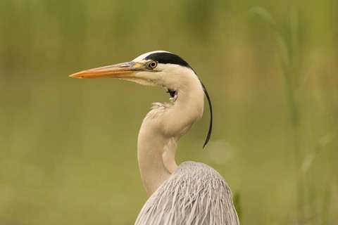 Grey Heron (Ardea cinerea), Serbia